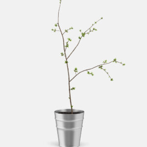 Plant in pot
